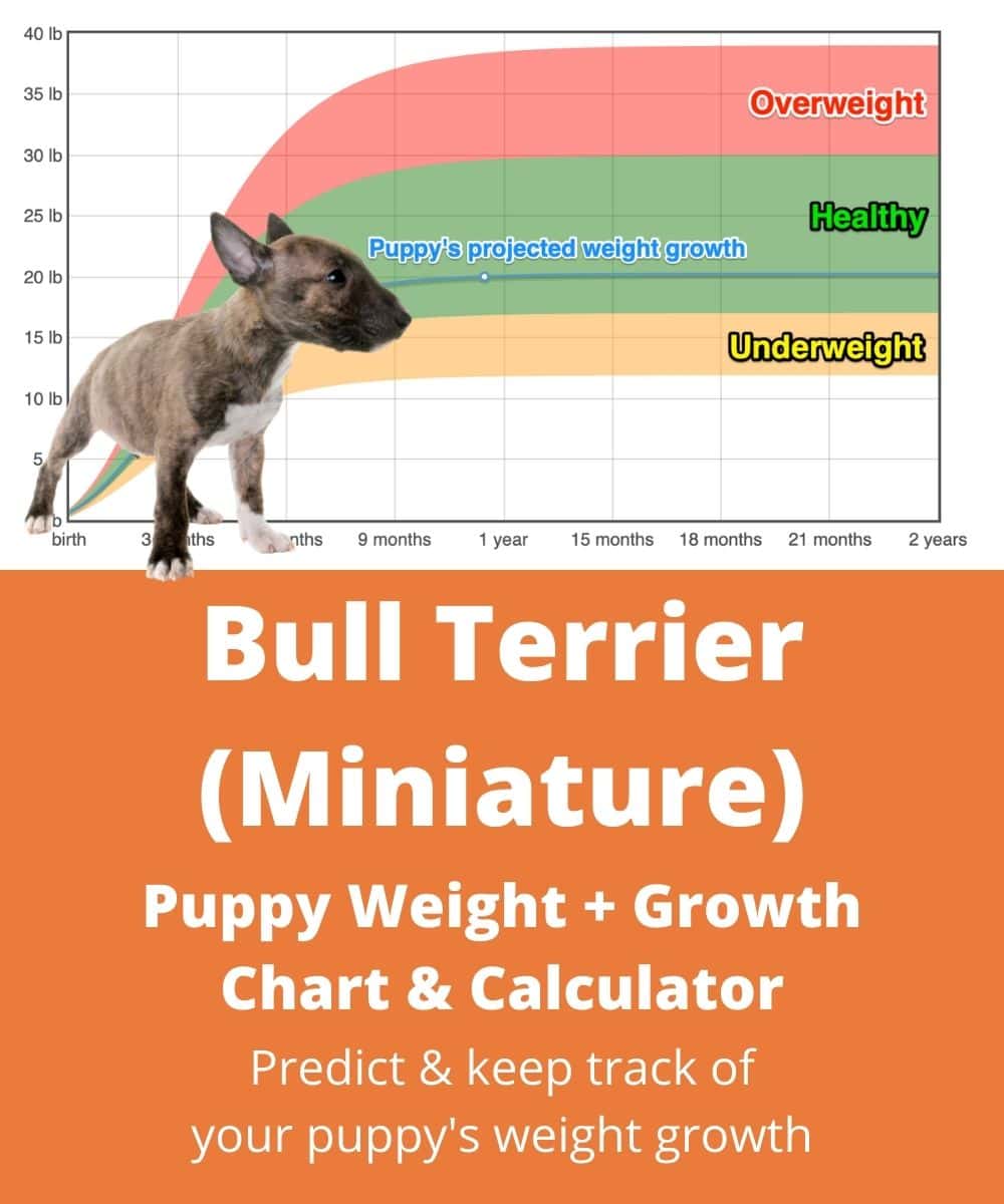 bull-terrier-miniature Puppy Weight Growth Chart